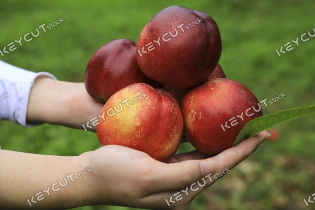 복숭아,복숭아,과일,음식,손,peach,fruit,Nectarine,food,summer fruit,peach,fruit,food,green leaves,peach field,hand,1142463142