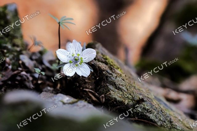 ,Byeonsan Wind Flower,Lady Byunsan,Snowdrops in Byeonsan Windflower,fleeting love,endangered plant,1144726715