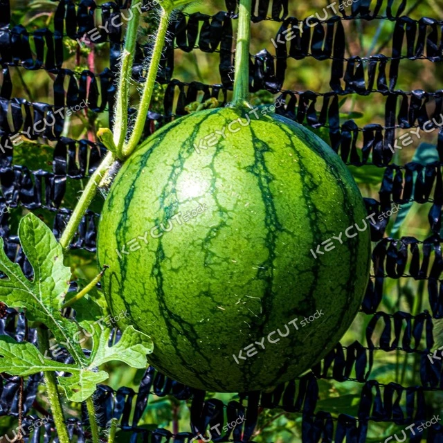 멜론,과일,음식,fruit,food,melon,melon,food,1182621569