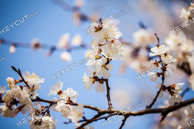 식물,벚꽃,봄,꽃,나무,Cherry Blossom,plant,plant,tree,spring,tree,flower,1251803275