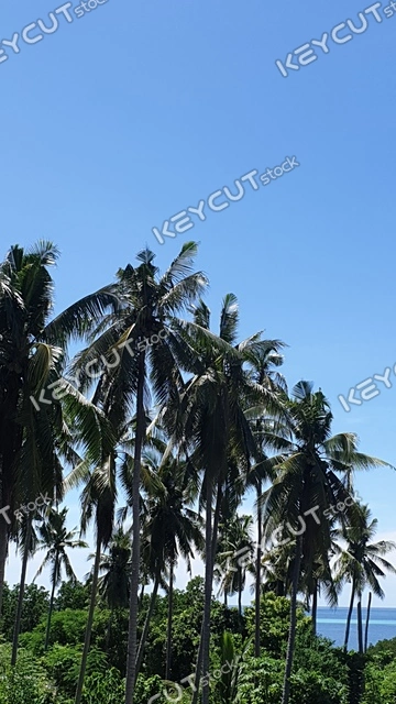 해변,계절,대양,포트,팔라완,outdoors,outdoors,sea,water,water,coastline,shoreline,ocean,ocean,ocean,coast,Coast,island,island,Ship,traffic,port,port,waterfront,waterfront,summer,Philippines,Palawan,palm tree,nature,sight,sky,nature,landscape,season,season,Beach,vacation,world,Color,color,color,color,oversea,sky,cloud,philippines,palawan,palmtree,palm tree,arecaceae,tree,tree,plant,plant,Arecagua,1291219859