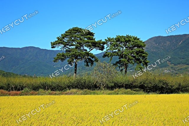 가을,couple song,Hadong,Gyeongnam,At sunset,Hadongs fall,autumn,1338278541