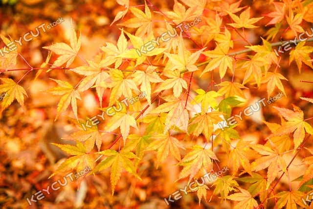 단풍,가을,Maple,autumn mountain,autumn,autumn,redleaves,yellowleaves,1377547765