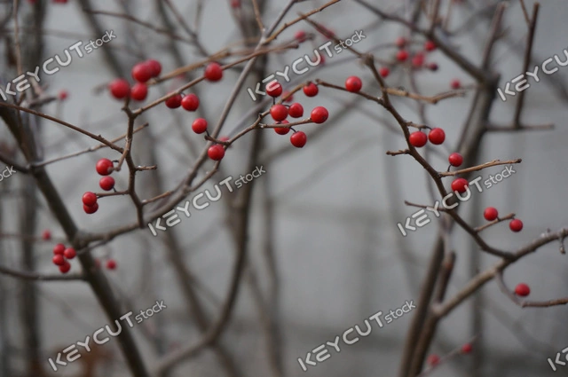 과일,나무,red fruit,Fruit,winter tree,tree,small fruit,1388404262