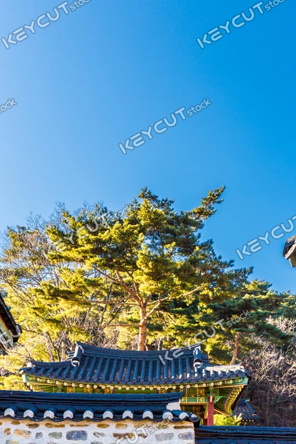 행성,타일,소나무,문화 유산,planet,old palace,Cultural Heritage,tile,pine tree,1548484363