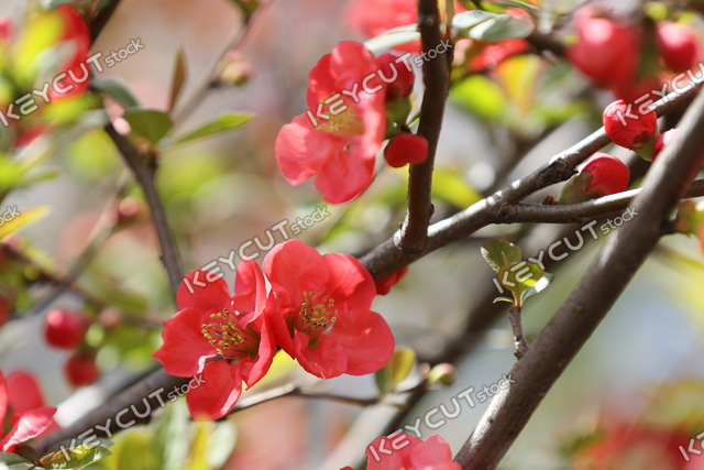 꽃잎,꽃잎,Myeongja Flower,Myeongja tree,acid saccharide,petal,petal,Mingjahwa,1630267366