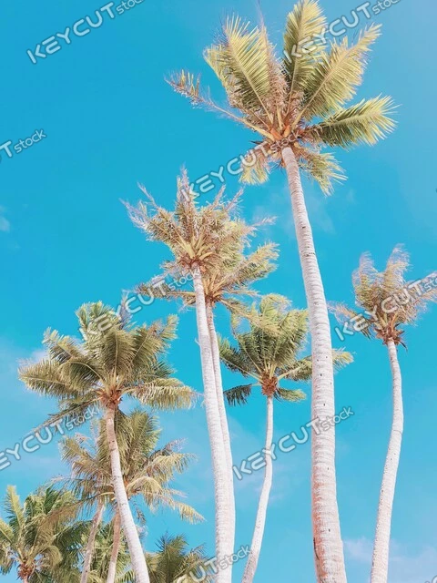 야자수,식물,여름,나무,tree,tree,plant,plant,summer,summer,palmtree,palm tree,arecaceae,palm tree,1642167969