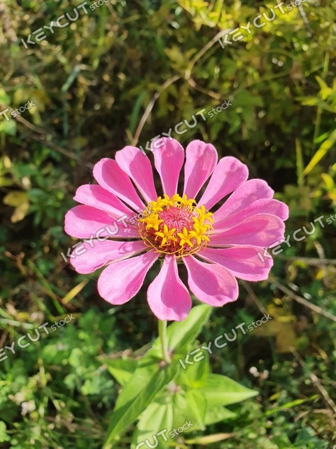 꽃,분홍색,식물,flower,plant,pink flower,pink,plant,1644781805