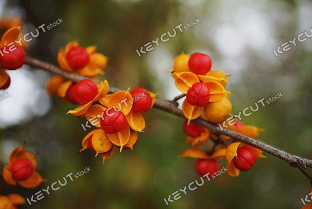 과일,덩굴,Fruit,autumn fruit,red fruit,vine,Novak Vine Fruit,pretty fruit,medicinal fruit,1662768154