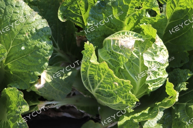 양배추,채소,napa cabbage,vegetable,chinesecabbage,cabbage,vegetable,1701669667