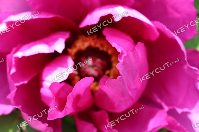 모란,식물,꽃,plant,flower,plant,flower,peony,1711433913