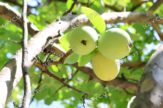 모과,과일,Quince,quince,fruit,fruit,Fruit,1771372801