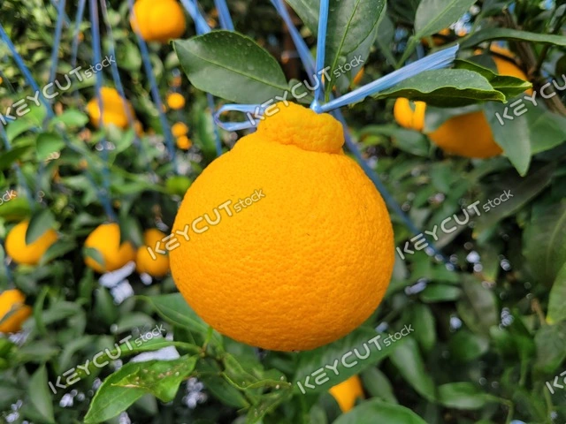 만다린 오렌지,과일,감귤류,Hallabong,mandarin,citrus fruits,fruit,fruit,1877322284