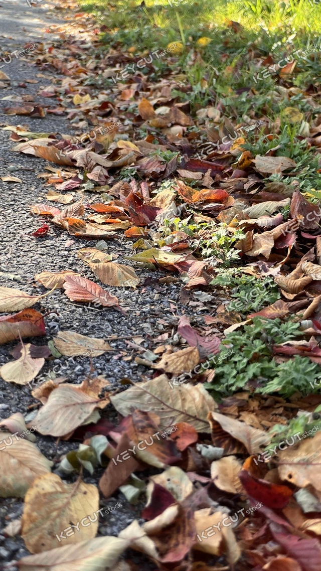 잎,나무,가을,도로,leaf,autumn,next to the fall,tree,leaf,road,1903341456