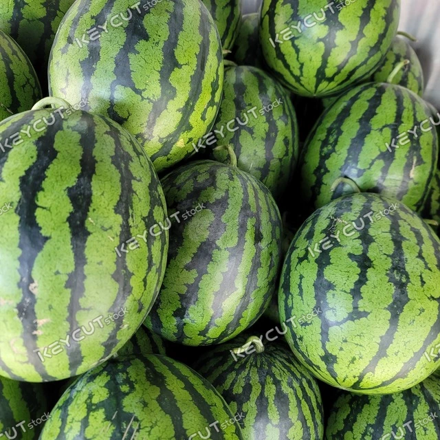 과일,수박,채소,watermelon,fruit,Fruit,summer fruit,watermelon,fruits and vegetables,vegetable,1964590545