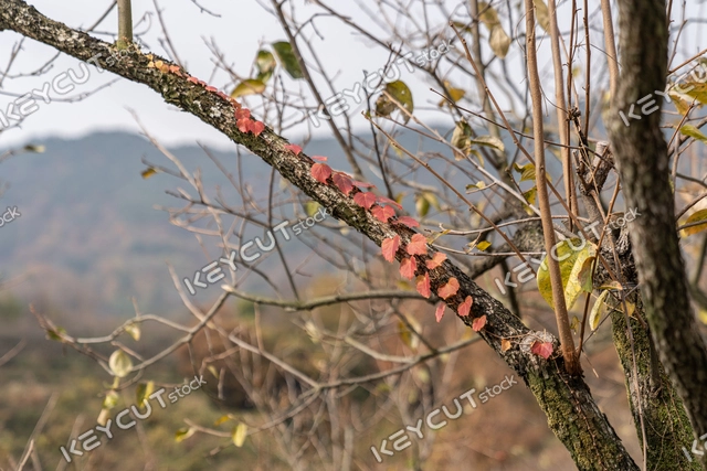 나무,여자 이름,가을,나뭇가지,잎,tree trunk,tree,tree,leaf,leaf,autumn,Maple,ivy,vine,branch,scrawny,branch,fall,autumn,1983153244