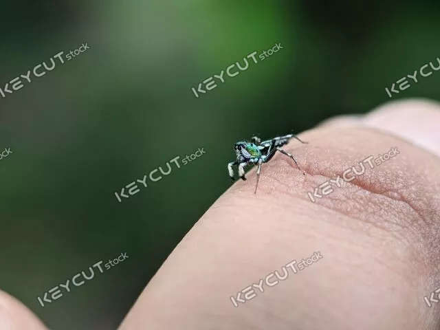 녹색,손,동물,확대,손가락,spider,green,small,Cosmophasis,finger,person,insect,beautiful,bug,animal,closeup,hand,background,summer,1307738789