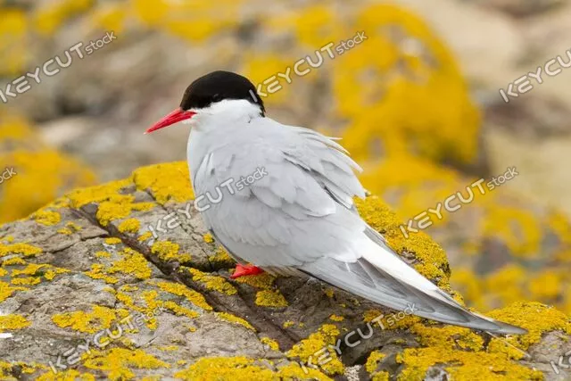 동물,비행,동물군,새,바다,Arctic,tern,sterna,paradisaea,bird,breeding,england,feather,animal,nature,sea,wildlife,wing,wild,animals,flight,fauna,ice,birds,shore,flying,beak,pelican,Farne,islands,1877702621