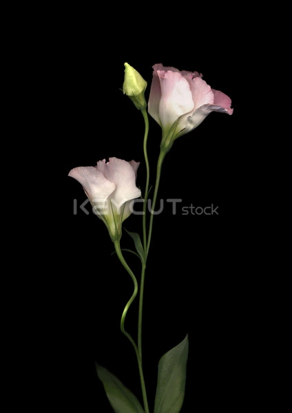 창백한,실내,식물,분홍색,싹,Black background,Bud,Flower,Indoor,Pale,Pink,Plant,Studio Shot,Texas Bluebell,Tulip Gentian,Two,White,No One,No People,Nobody,1441549303